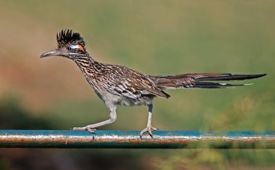 Greater Roadrunner