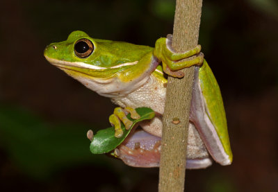 Green Treefrog