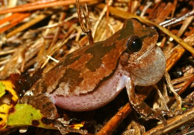 Pine Woods Treefrog
