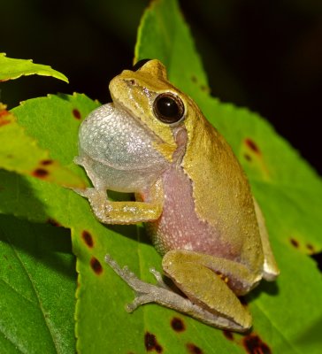 Pine Woods Treefrog