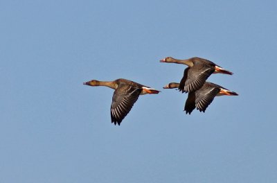 Taiga Bean-Goose & Greater White-fronted Geese