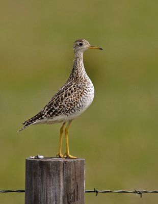 Upland Sandpiper