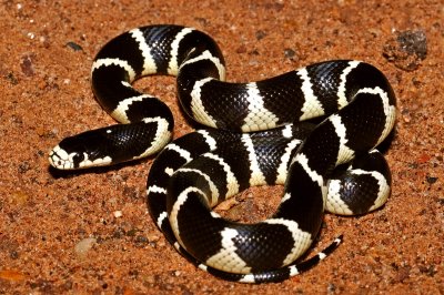 California Kingsnake