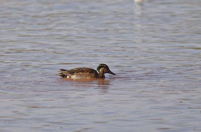 Baikal Teal