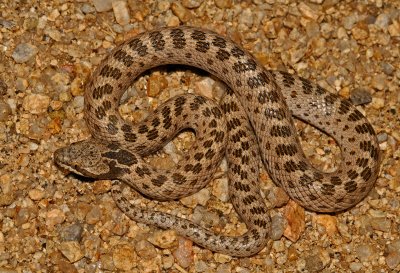 Sonoran Nightsnake