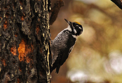 American Three-toed Woodpecker