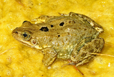 Columbia Spotted Frog