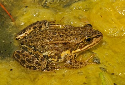 Columbia Spotted Frog