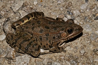 Plains Leopard Frog