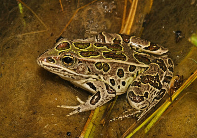 Northern Leopard Frog