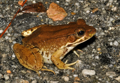 Bronze Frog