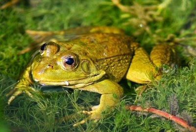 Chiricahua Leopard Frog