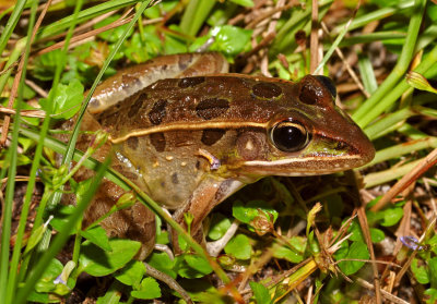 Southern Leopard Frog