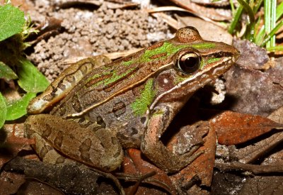 Southern Leopard Frog