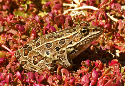 Northern Leopard Frog