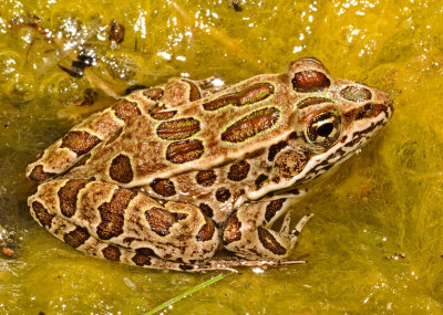 Northern Leopard Frog