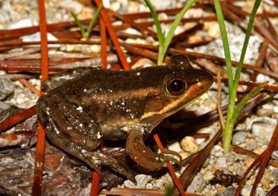Carpenter Frog