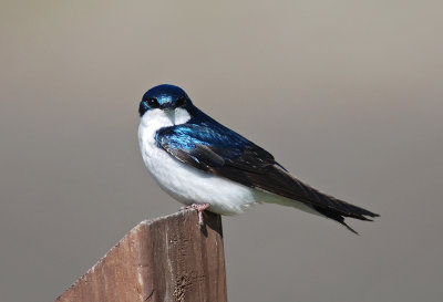 Tree Swallow