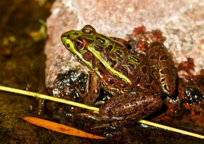Chiricahua Leopard Frog