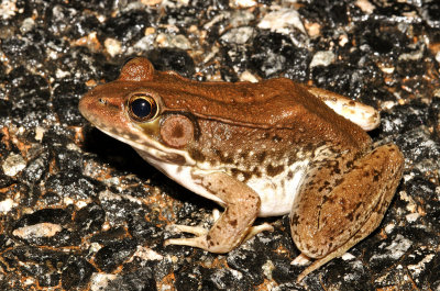 Bronze Frog