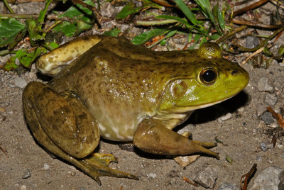 American Bullfrog