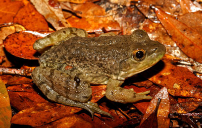 American Bullfrog