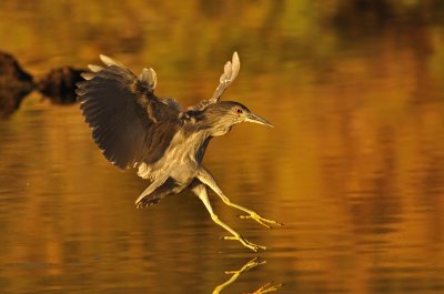 Black-crowned Night-Heron