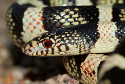 Long-nosed Snakes