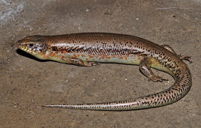 Great Plains Skink