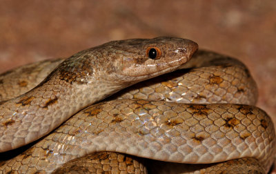 Hooded Nightsnake