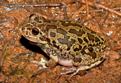 Lowland Burrowing Treefrog