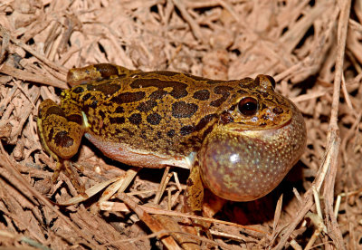 Lowland Burrowing Treefrog