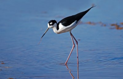 Black-necked Stilt