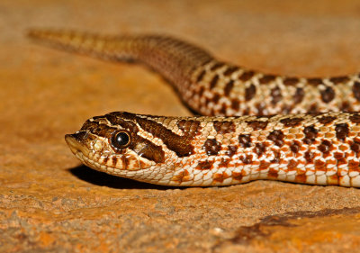 Plains Hog-nosed Snake