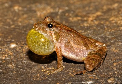 Cricket Frogs