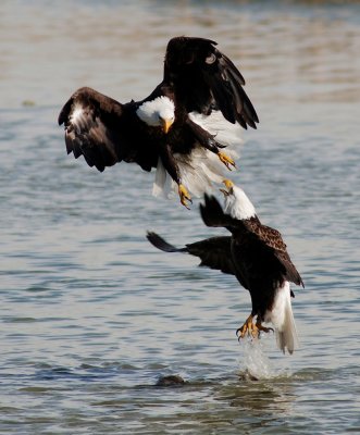 Bald Eagle