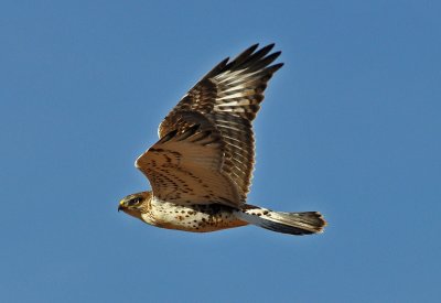 Ferruginous Hawk