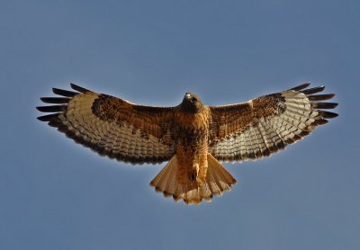 Red-tailed Hawk