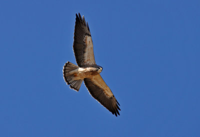 Swainson's Hawk