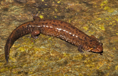 Santeetlah Salamander