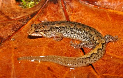 Spotted Dusky Salamander