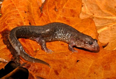 Black Mountain Salamander