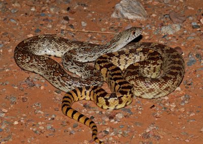 Sonoran Gopher Snake