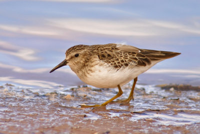 Least Sandpiper