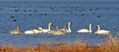 Tundra and Trumpeter Swans