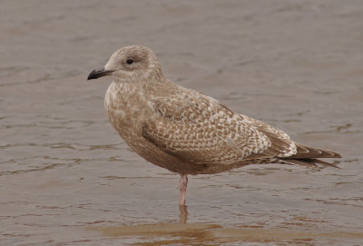 Thayer's Gull  (first-cycle)
