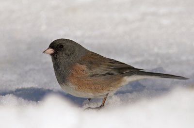 Dark-eyed Junco