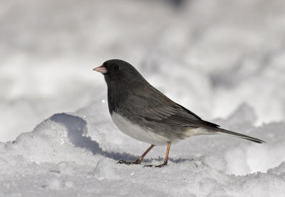 Dark-eyed Junco (slate-colored)