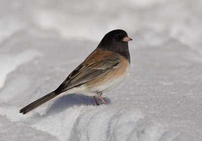 Dark-eyed Junco (Oregon)