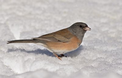 Dark-eyed Junco (pink-sided)